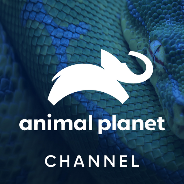 File:Animal Planet (Discovery+).png
